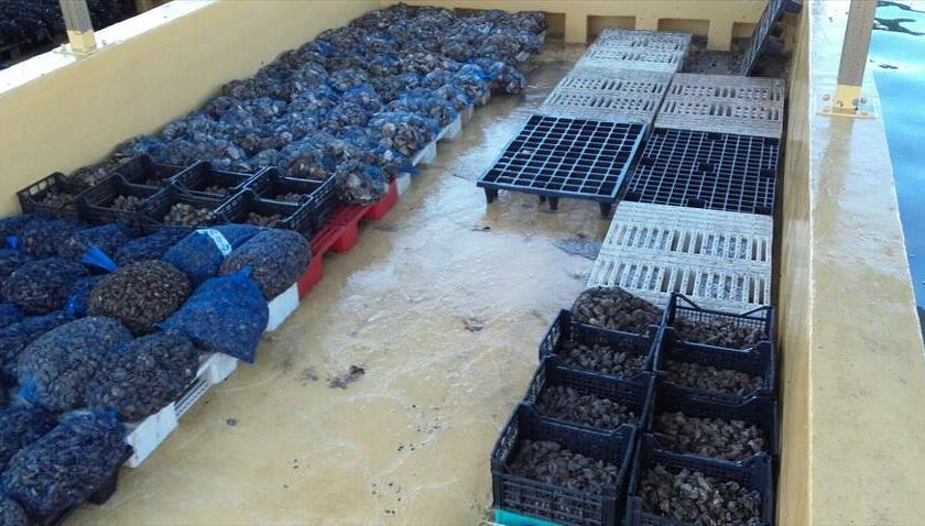 Prodotti ittici sequestrati a Bisceglie dalla Capitaneria di Porto