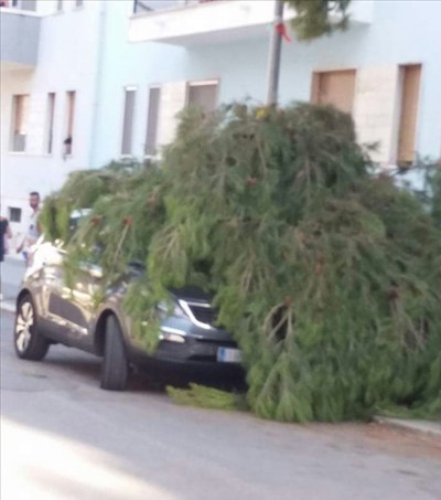 Un ramo di pino precipita su un'auto parcheggiata in via Pascoli