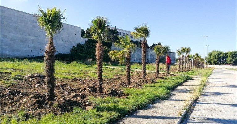Le palme piantate al ​parcheggio di conca dei Monaci - archivio