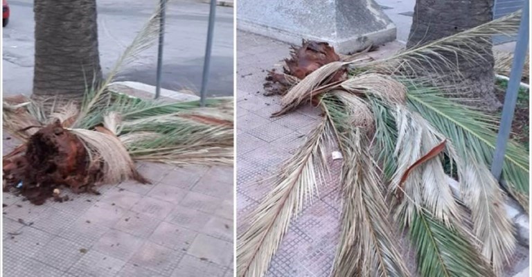 Rami di palma caduti sul marciapiede in zona Sant'Andrea