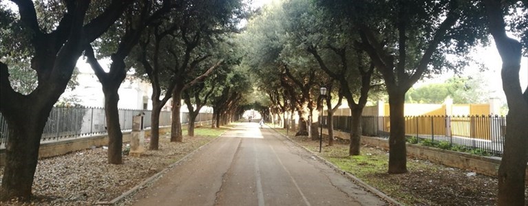 Il viale del Cimitero di Bisceglie
